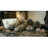 Pattes avant sur mesure